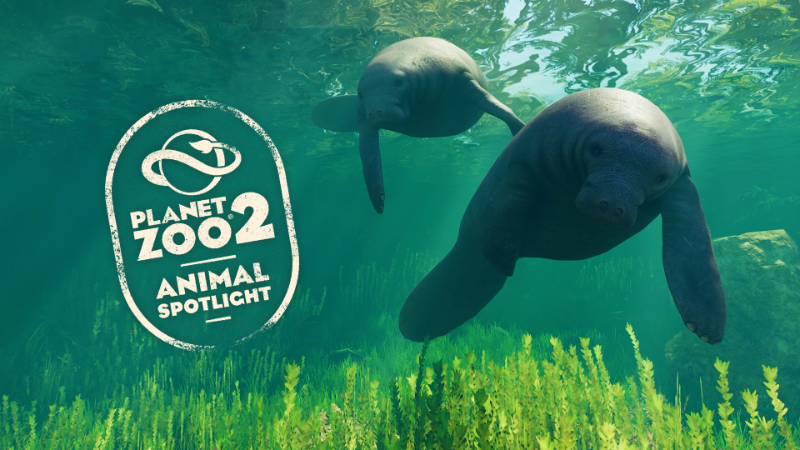 Animal Spotlight: West Indian Manatee — иллюстрация официального анонса